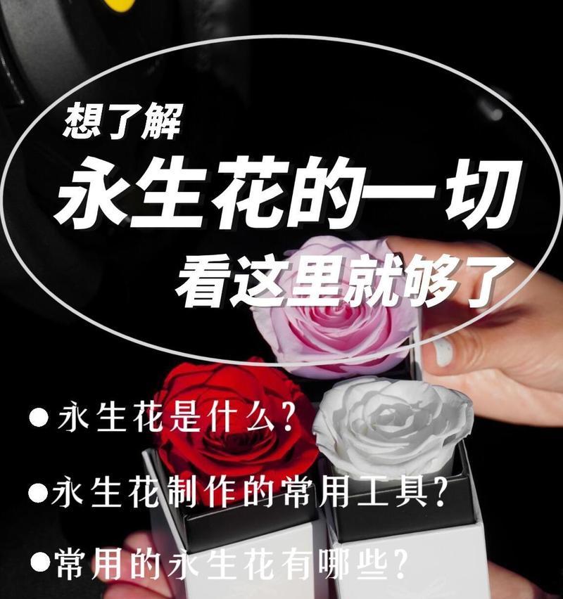 花不落的含义是什么？不凋花的花语有何特别之处？