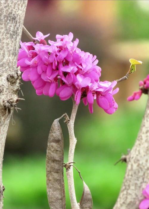 廉洁的花卉象征：哪些花代表纯洁与正直？