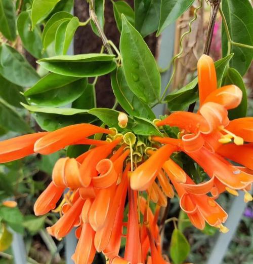 廉洁的花卉象征：哪些花代表纯洁与正直？