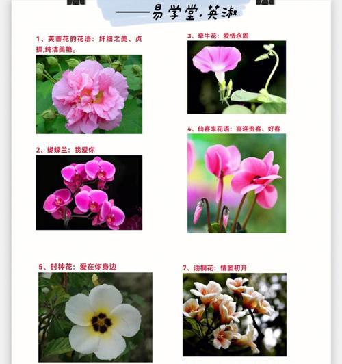 钿花寓意与禁忌详细解读？