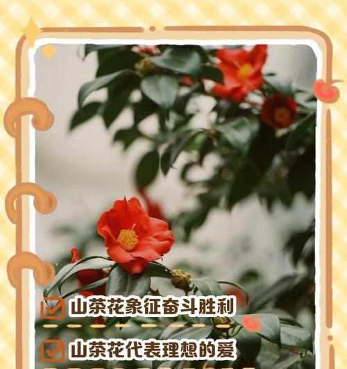 花的深层寓意是什么？花的寓意和象征意义有哪些？