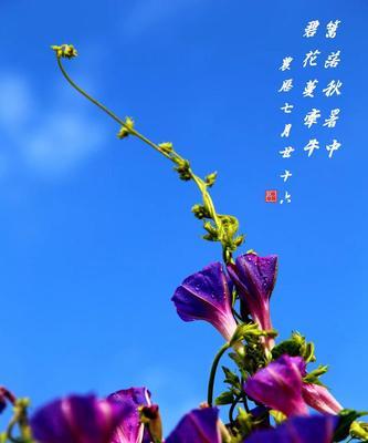 牵牛花的花语是什么？牵牛花代表什么意义？