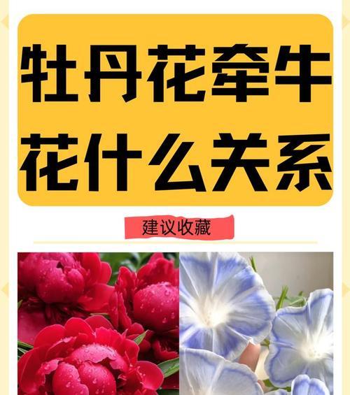 牵牛花的花语是什么？牵牛花代表什么意义？