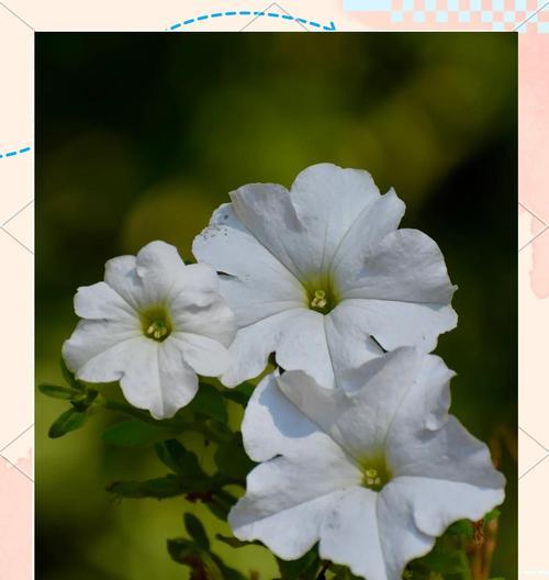 牵牛花的花语是什么？牵牛花代表什么意义？