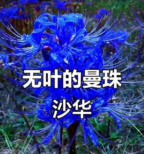 无叶花象征什么？无叶花卉在文化中的特殊含义是什么？