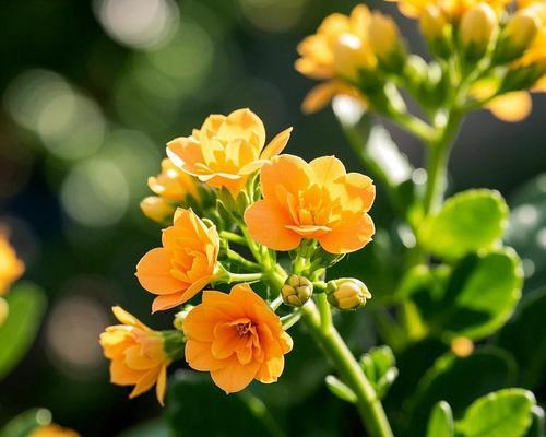 哪种花象征着团结一致？团结一致的花卉象征有哪些？