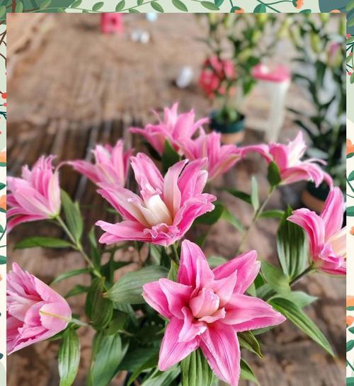 粉百合的花语含义是什么？它象征着什么？