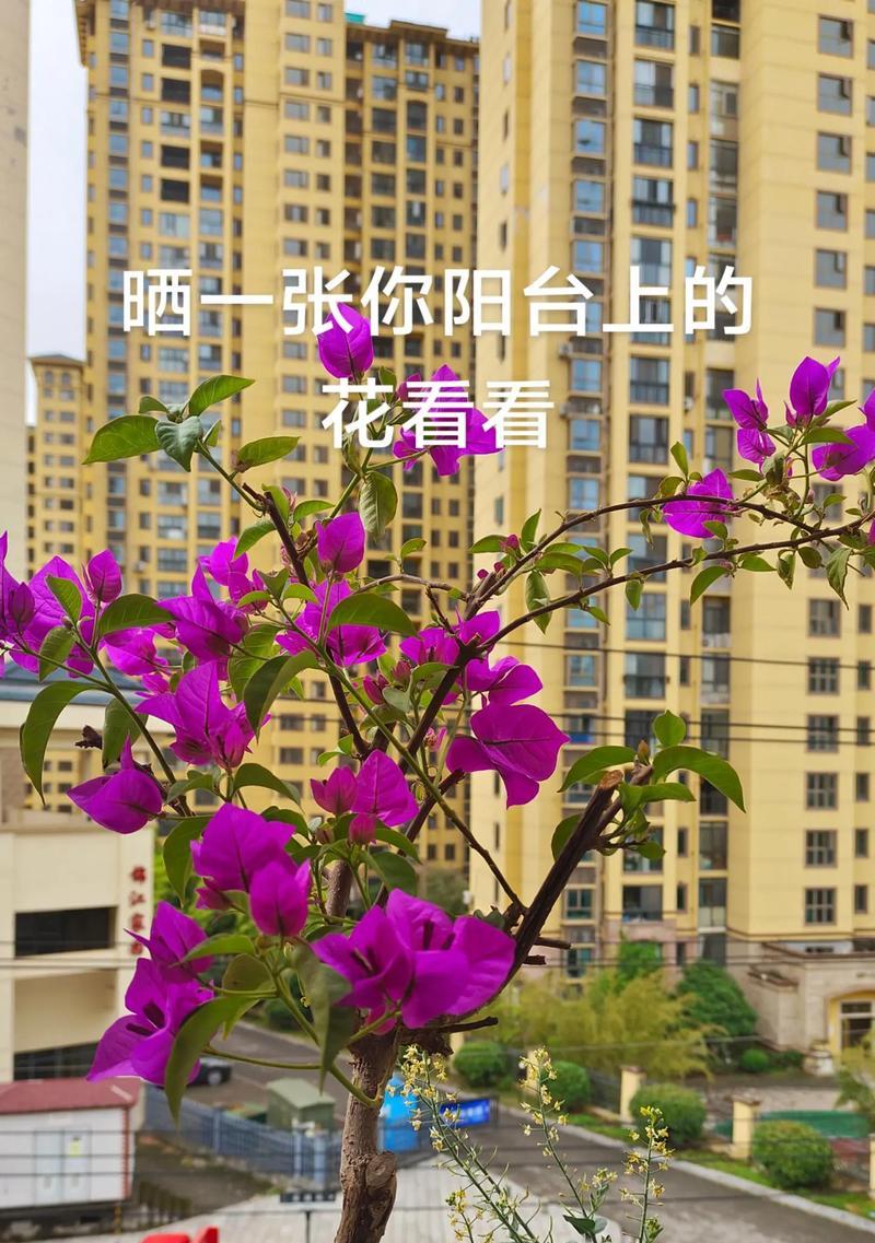 坚韧不拔的花语是什么？哪种花象征坚韧不拔？