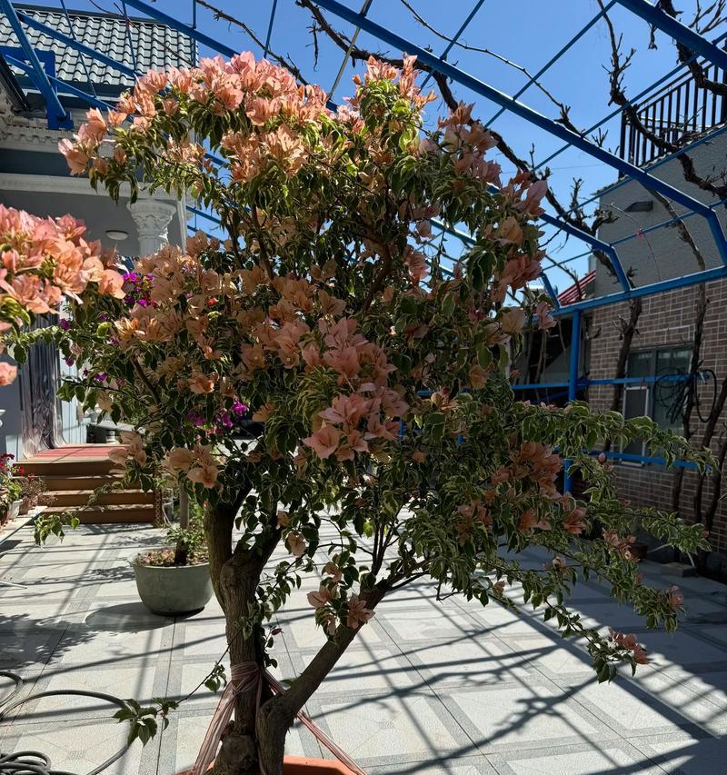 坚韧不拔的花语是什么？哪种花象征坚韧不拔？