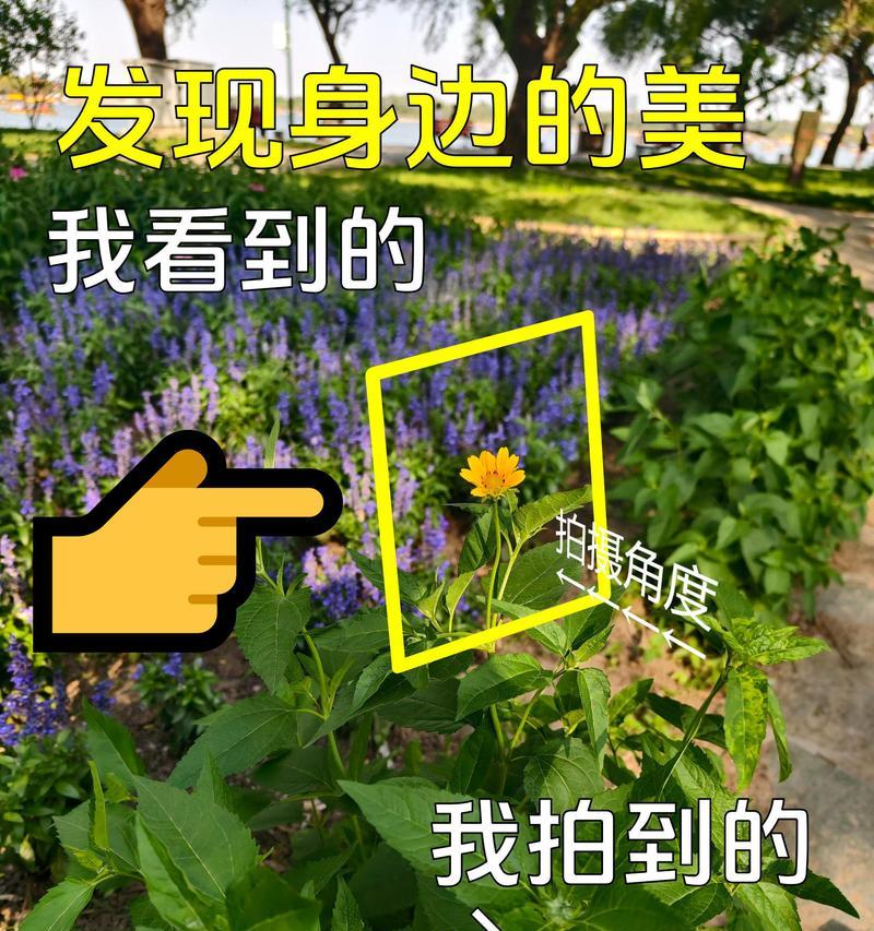 日光菊的花语含义是什么？它象征着什么？