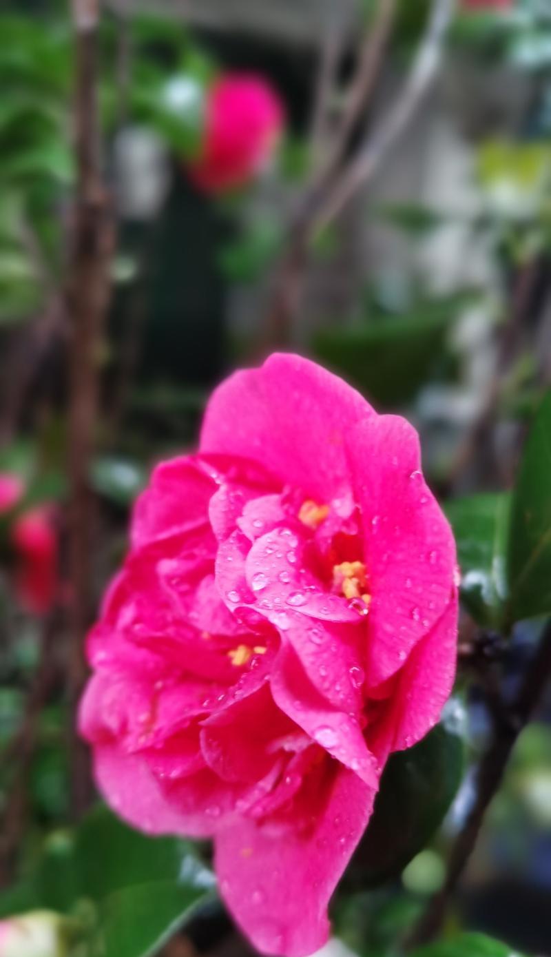 百花齐放代表什么？万花齐放的花语寓意是什么？