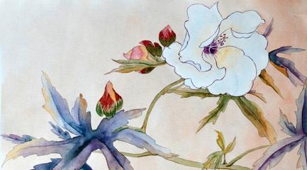 白芙蓉花花语是什么？白芙蓉花颜色的象征意义是什么？