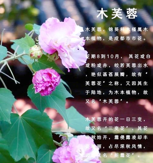 白芙蓉花花语是什么？白芙蓉花颜色的象征意义是什么？