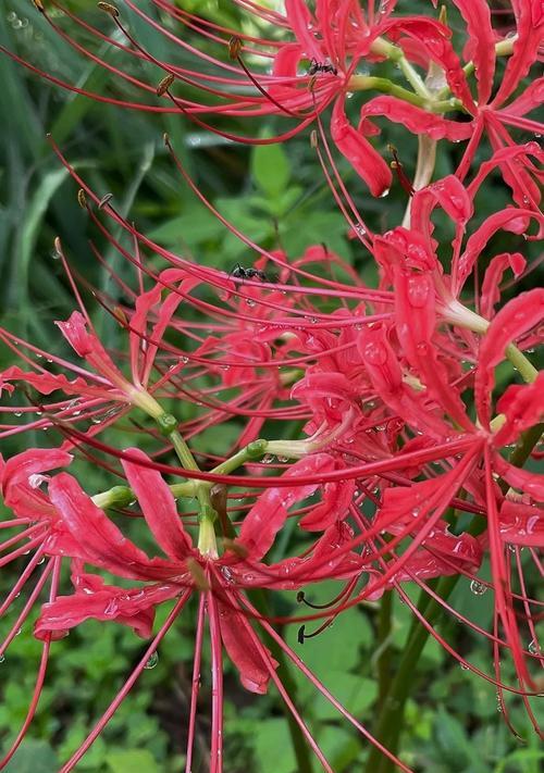 石蒜花的象征意义是什么？日本石蒜花的文化背景和意义是什么？