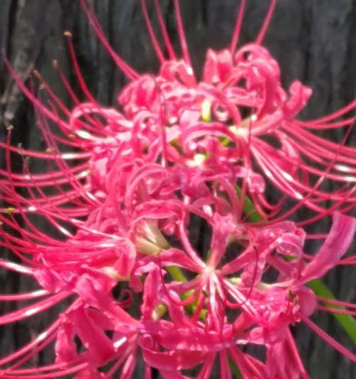 石蒜花的象征意义是什么？日本石蒜花的文化背景和意义是什么？