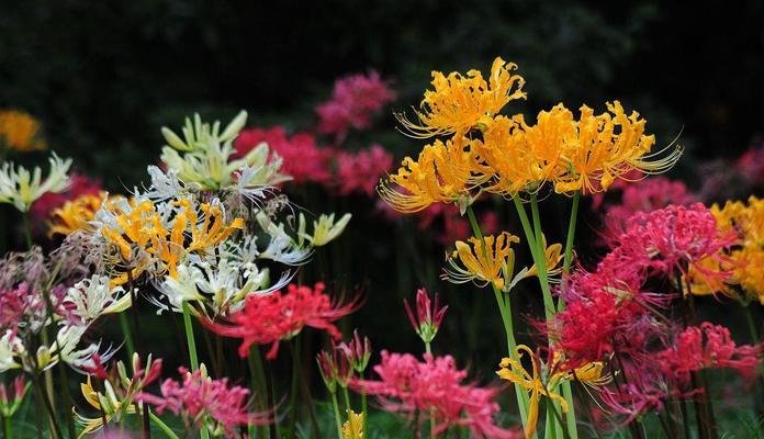 石蒜花的象征意义是什么？日本石蒜花的文化背景和意义是什么？