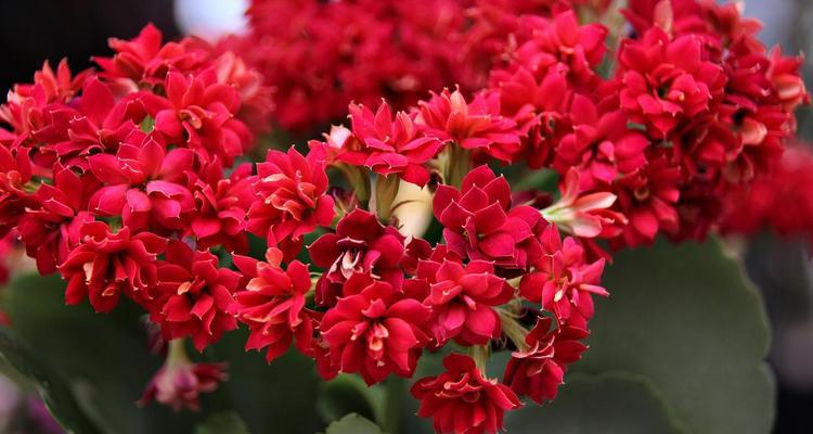 福寿花在传统中象征着什么？福寿花的花语和文化意义是什么？
