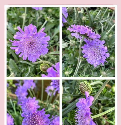 蓝盆花的寓意是什么？蓝盆花语有何特别之处？