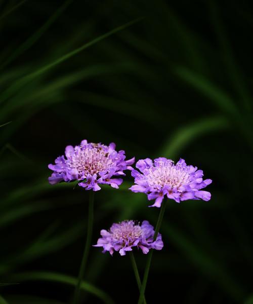 蓝盆花的寓意是什么？蓝盆花语有何特别之处？