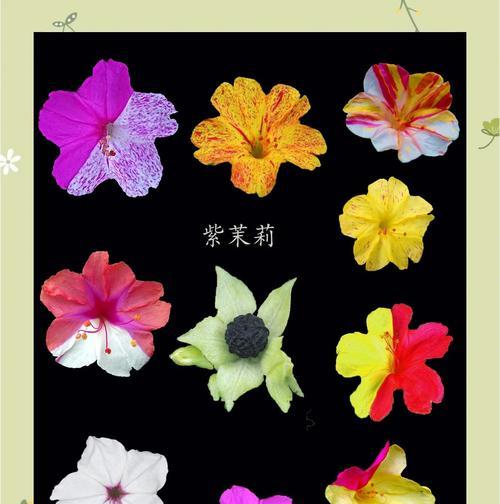 紫蔷薇的花语及其代表意义是什么？