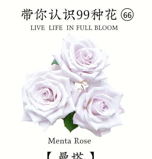 紫蔷薇的花语及其代表意义是什么？