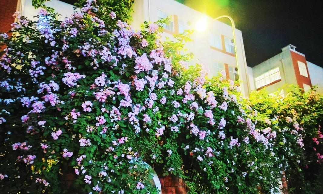 紫蔷薇的花语及其代表意义是什么？