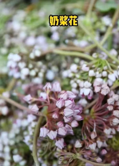 白族象征花有哪些？
