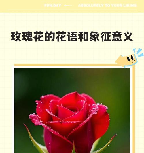 哪种花象征意义独特？花语中哪种花具有独特象征意义？