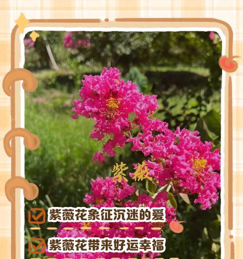 哪种花象征意义独特？花语中哪种花具有独特象征意义？
