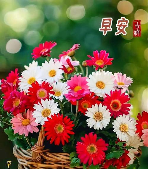 花语晨的特别含义是什么？用花语迎接清晨的方法是什么？