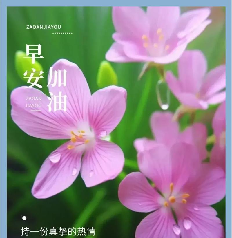 花语晨的特别含义是什么？用花语迎接清晨的方法是什么？