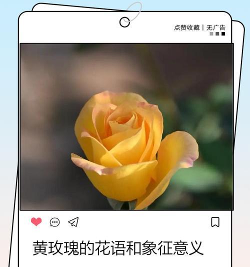 黄玫瑰的寓意象征和花语是什么？