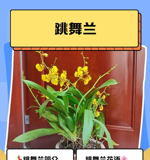 张建花名称背后的故事是什么？