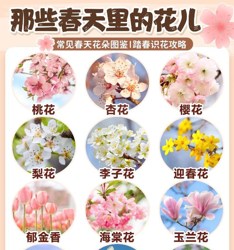 张建花名称背后的故事是什么？