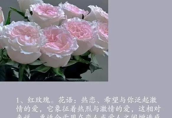 玫瑰的花语寓意是什么？不同颜色玫瑰代表什么？