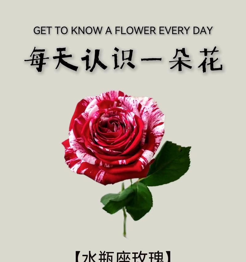 玫瑰的花语寓意是什么？不同颜色玫瑰代表什么？
