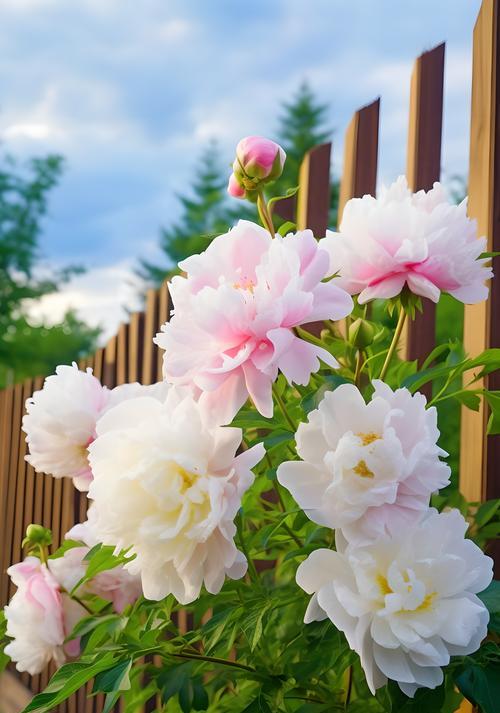 花朵通常有哪些寓意？它们的象征意义是什么？