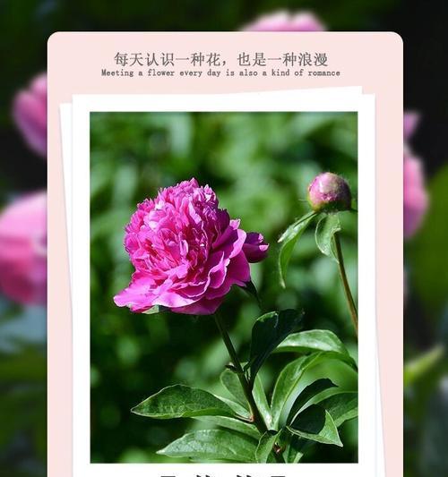 花朵通常有哪些寓意？它们的象征意义是什么？
