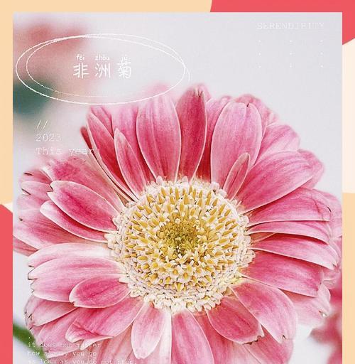 粉色扶郎花的花语和寓意是什么？