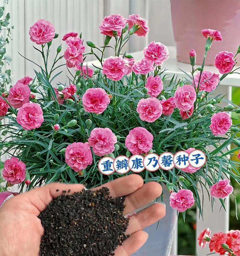 康乃馨的花语具体有哪些？康乃馨在不同场合的寓意是什么？