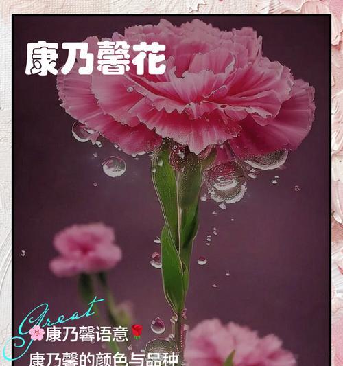 康乃馨的花语具体有哪些？康乃馨在不同场合的寓意是什么？