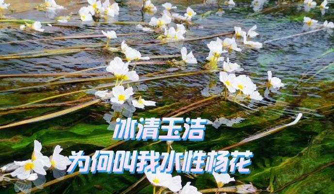 哪种花代表冰清玉洁？介绍冰清玉洁花语的花卉及其含义