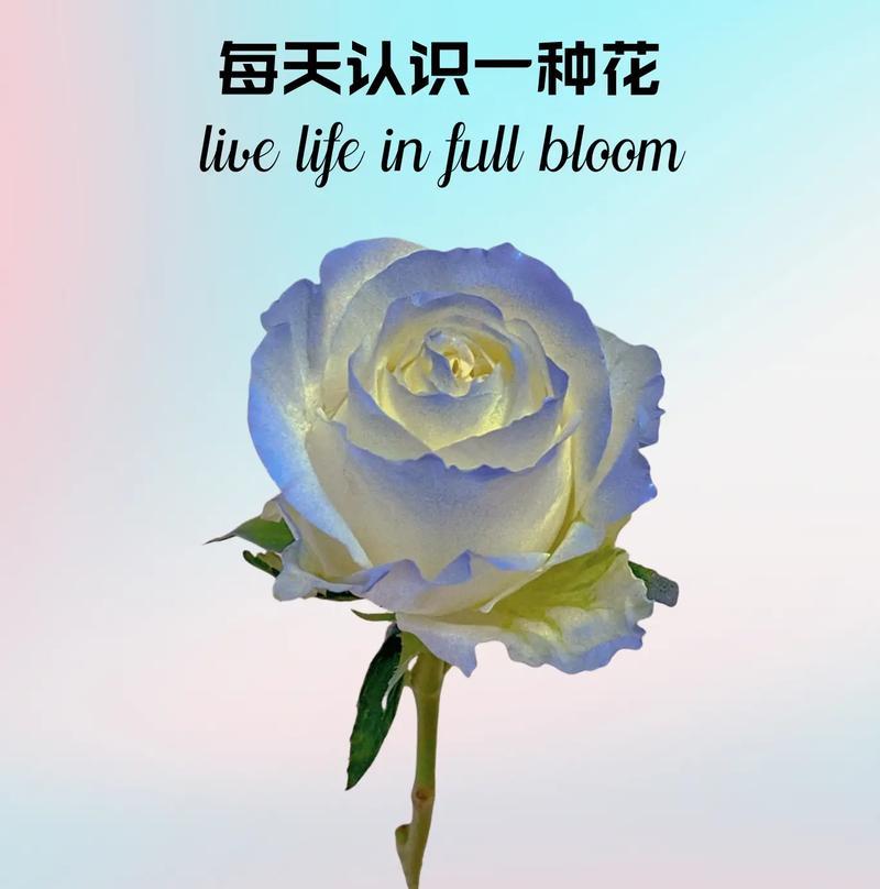 哪种花代表冰清玉洁？介绍冰清玉洁花语的花卉及其含义