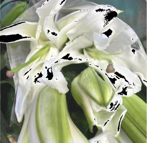 哪种花代表冰清玉洁？介绍冰清玉洁花语的花卉及其含义