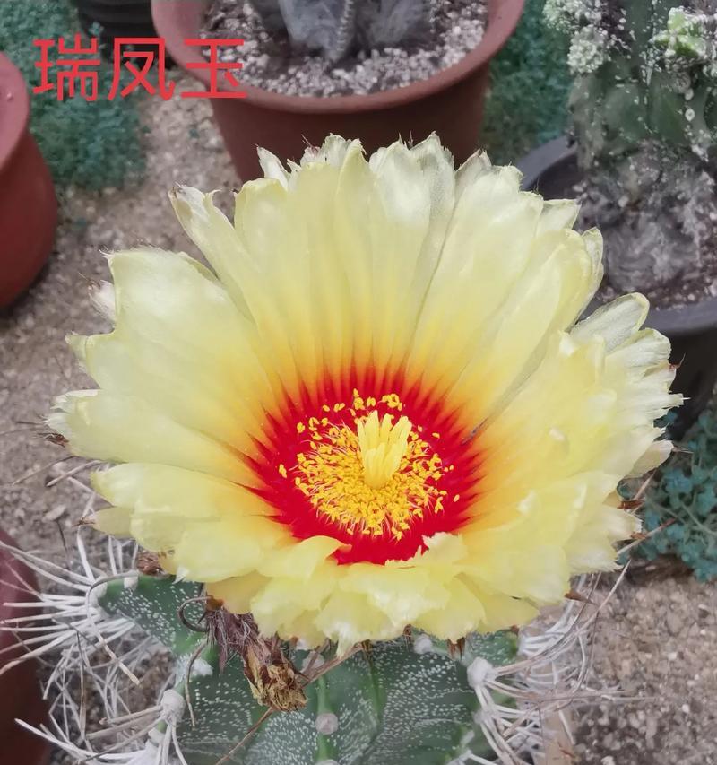 凤花的寓意是什么意思？凤花代表的象征有哪些？