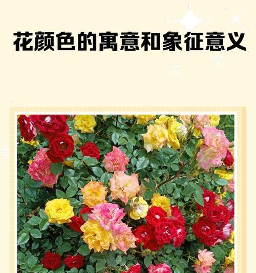 不同颜色的花都有哪些寓意？