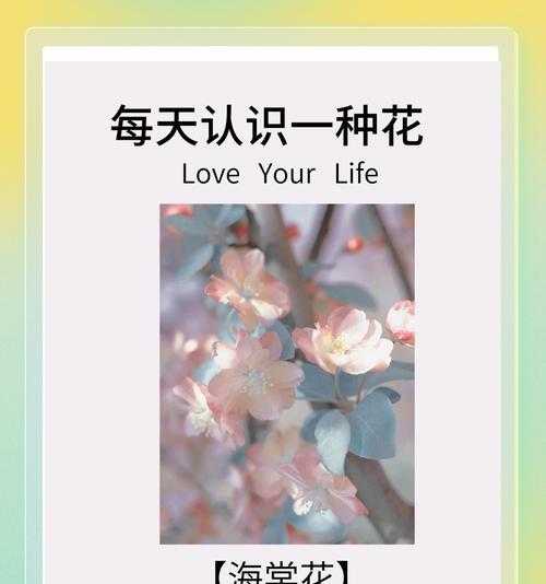 不同颜色的花都有哪些寓意？
