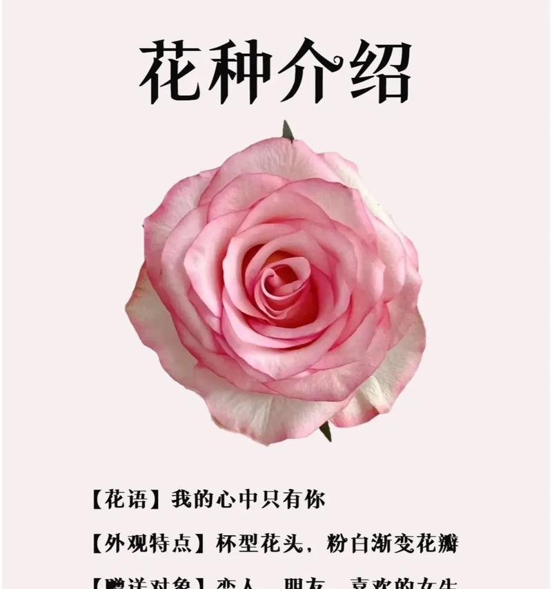 一支玫瑰代表什么？它的花语是什么？