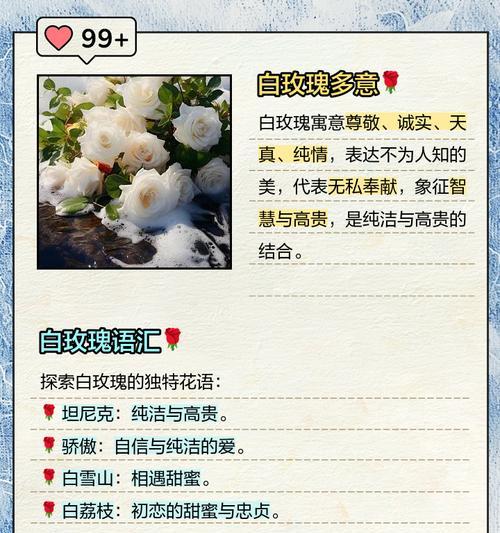 一支玫瑰代表什么？它的花语是什么？