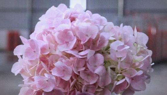 粉色绣球花寓意什么？粉色绣球花的花语解读？